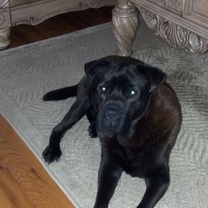 Meet your Posher, Janet